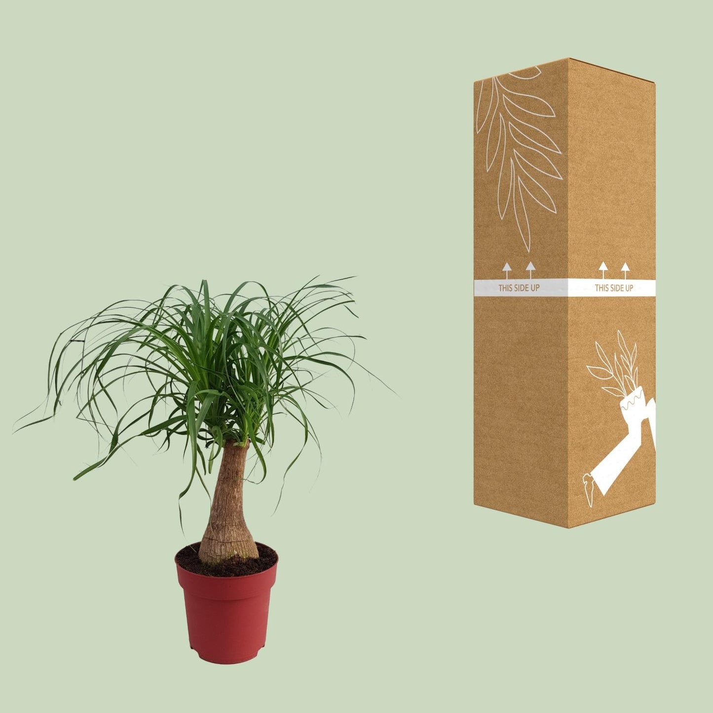 Beaucarnea 'Maya Palm' Stam P19 - Ø19cm - ↕70cm - Pflanzfix24