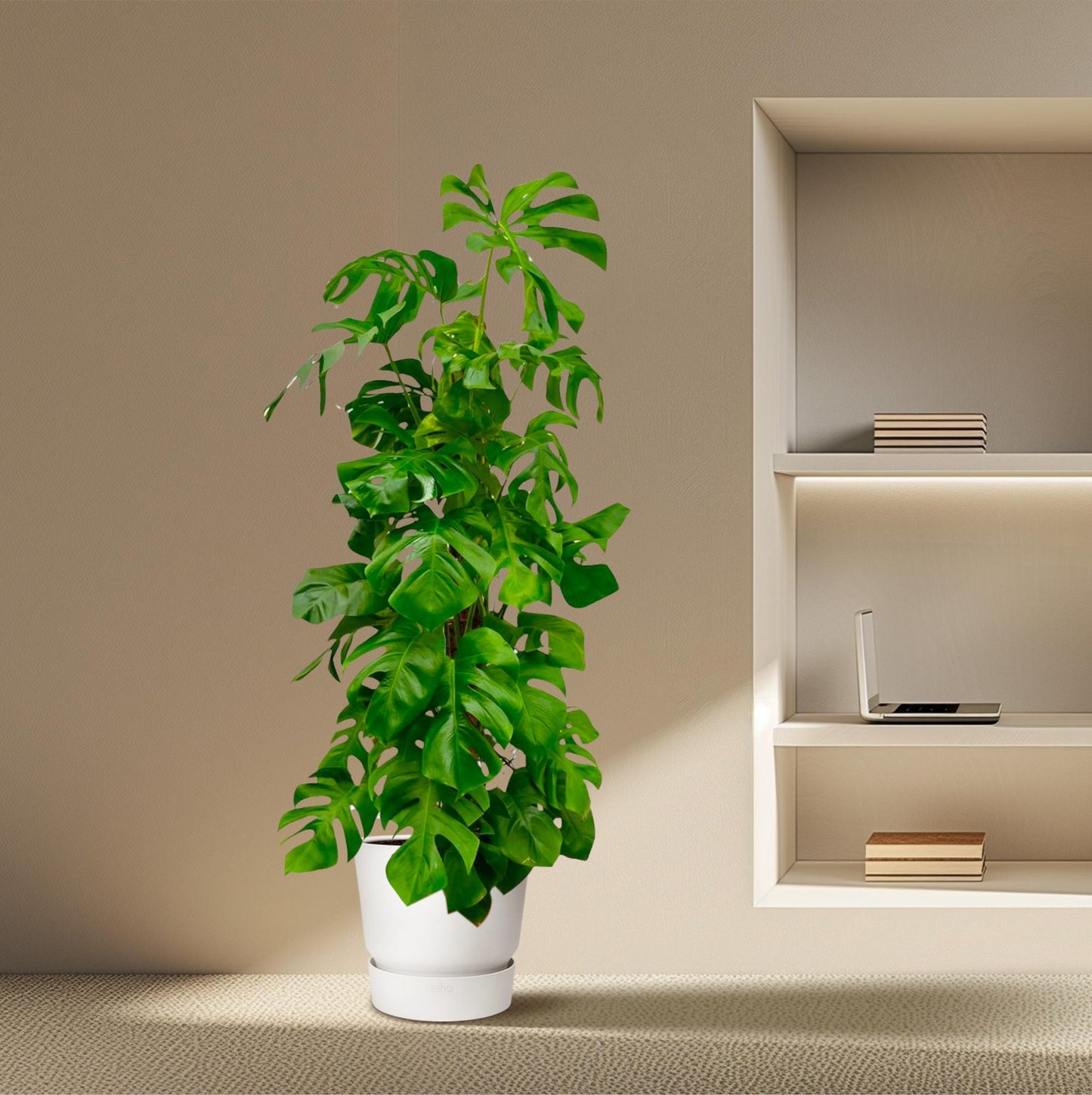 Monstera Deliciosa XXL - 180 cm - ø27 bei Pflanzfix24