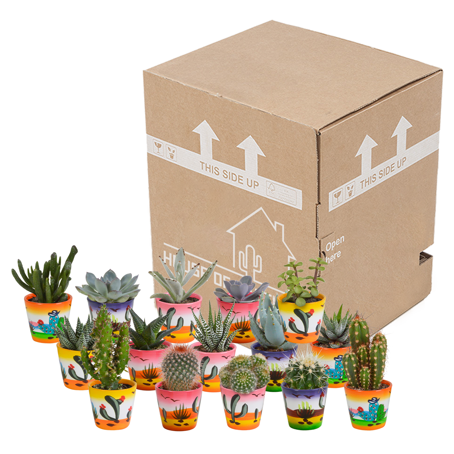 Cactus en vetplanten Mischung 5,5 cm | 15 stück - in Mexicaanse pot - Pflanzfix24.de - Pflanzfix24.de