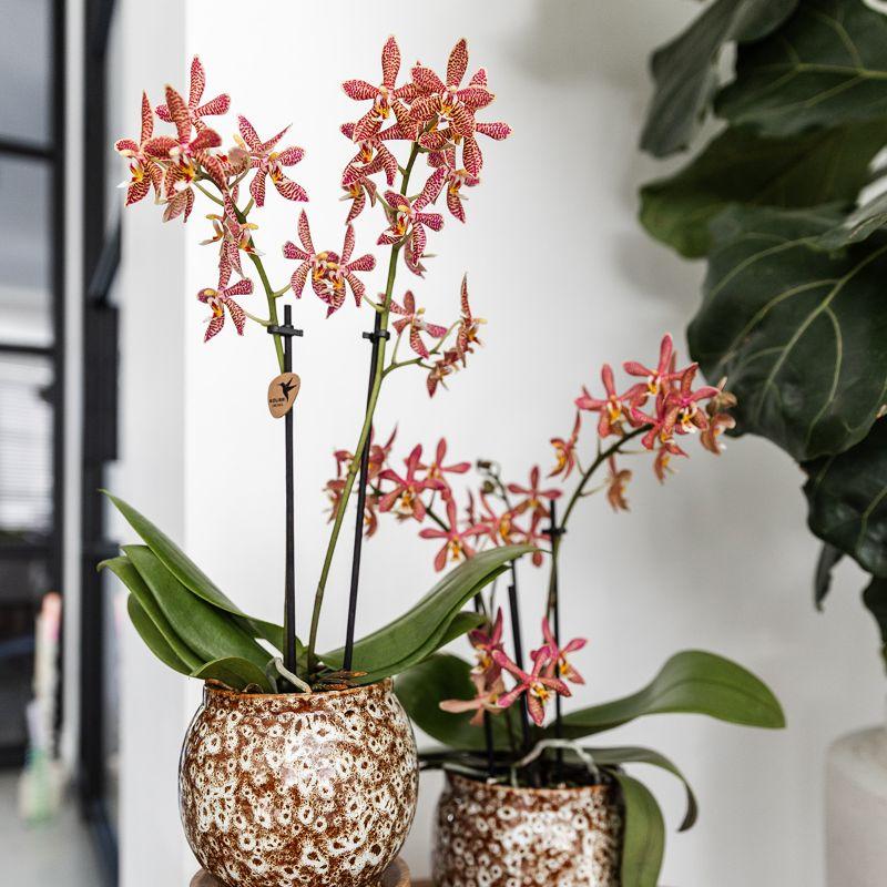 Safari Pot Keramik Ø9cm – Kolibri Home | Pflanzfix24.de - Pflanzfix24.de