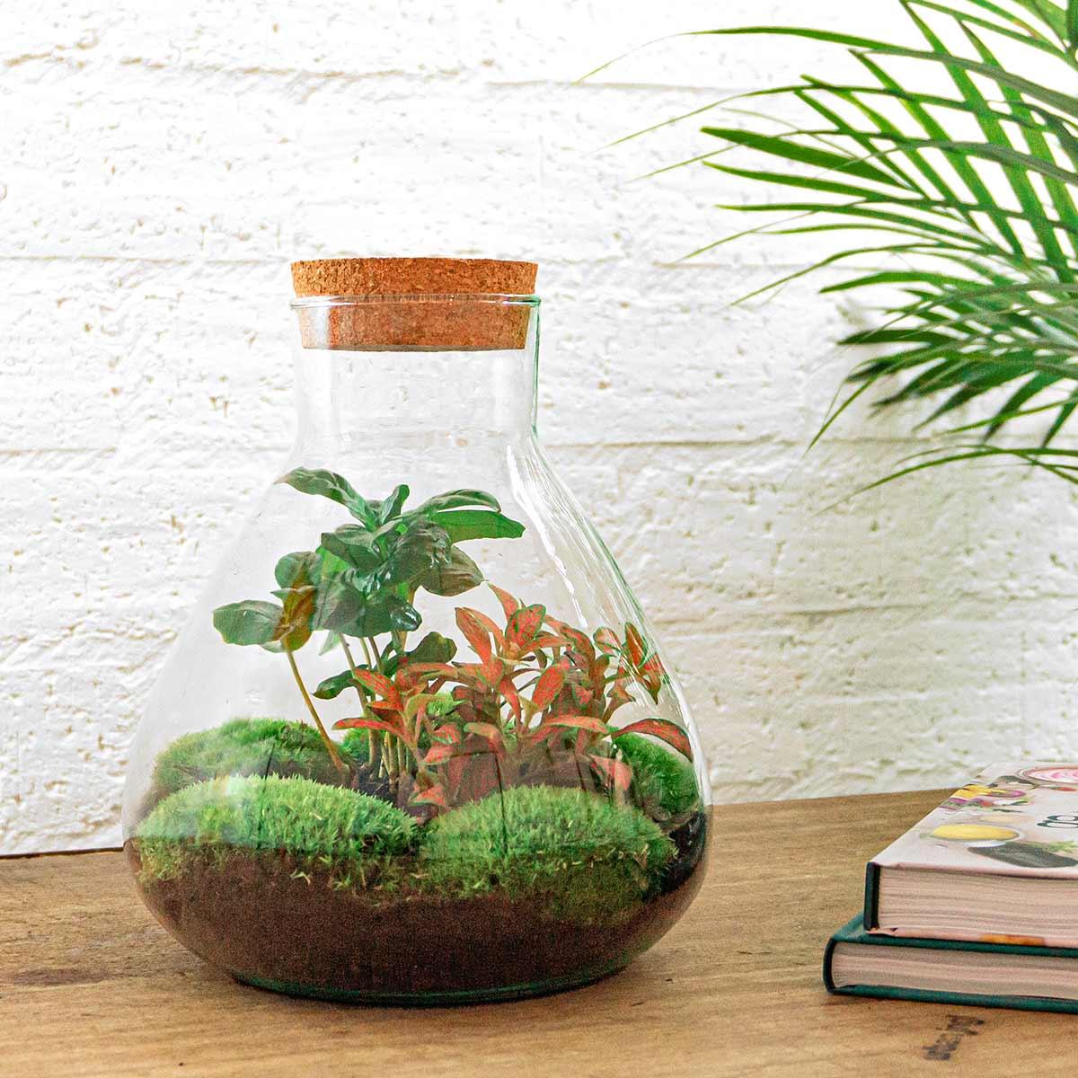 Flaschengarten - Sammie Coffea - 26 cm - Pflanzfix24.de - Pflanzfix24.de