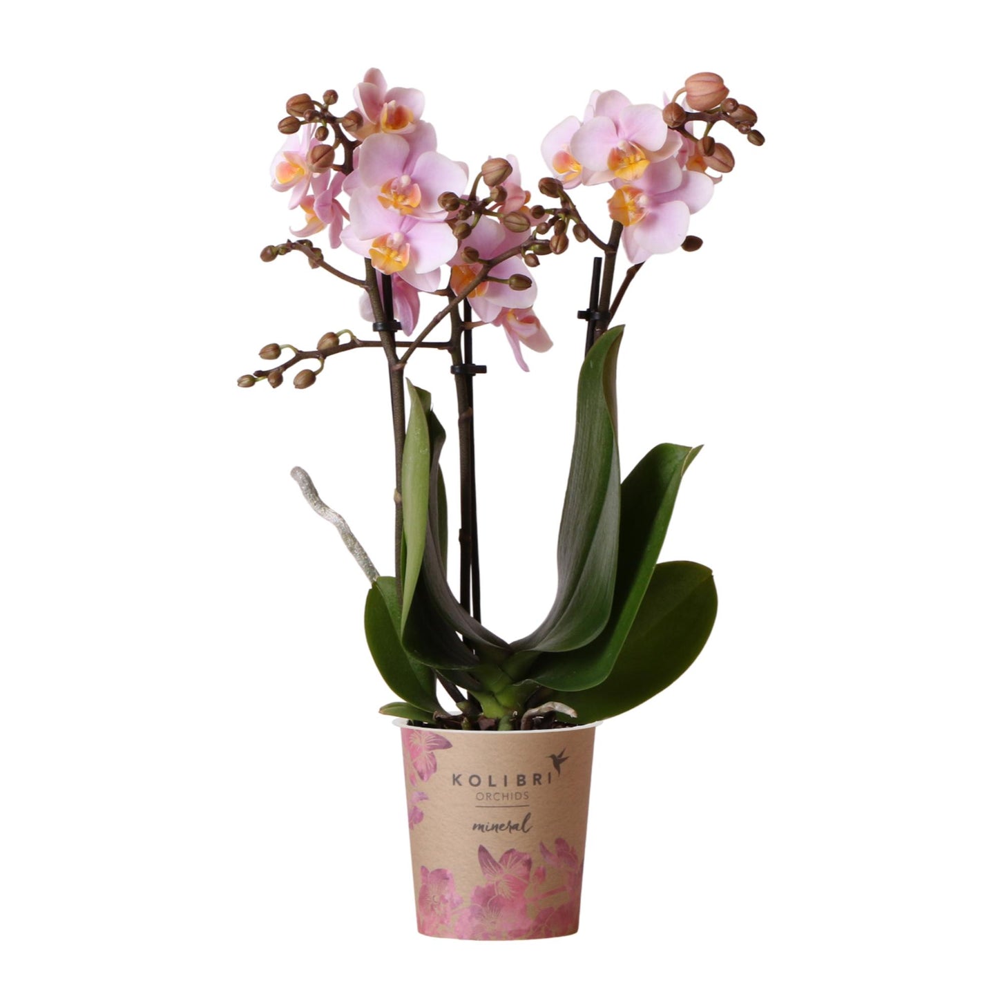 Rosa Phalaenopsis Orchidee 9cm – blühende Zimmerpflanze | Pflanzfix24