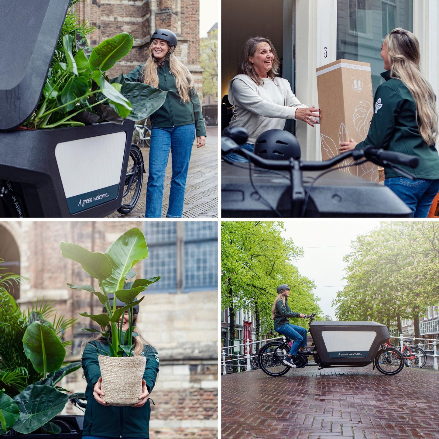 Zamioculcas Zamiifolia Ø17cm, 70cm – Grüne Zimmerpflanze | Pflanzfix24.de - Pflanzfix24.de