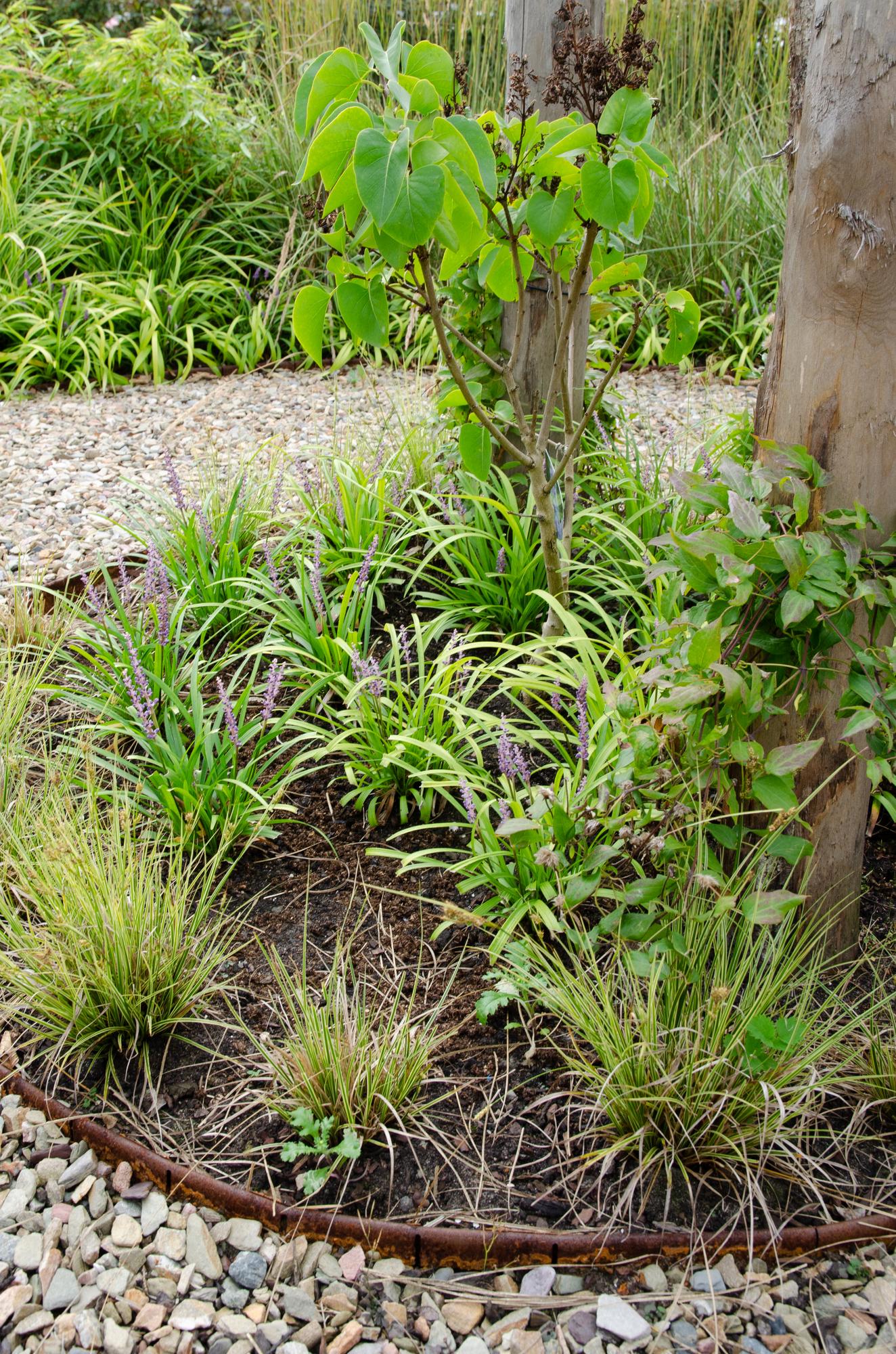 3x Carex brunnea 'Variegata' - 30cm - Ø14 - Pflanzfix24