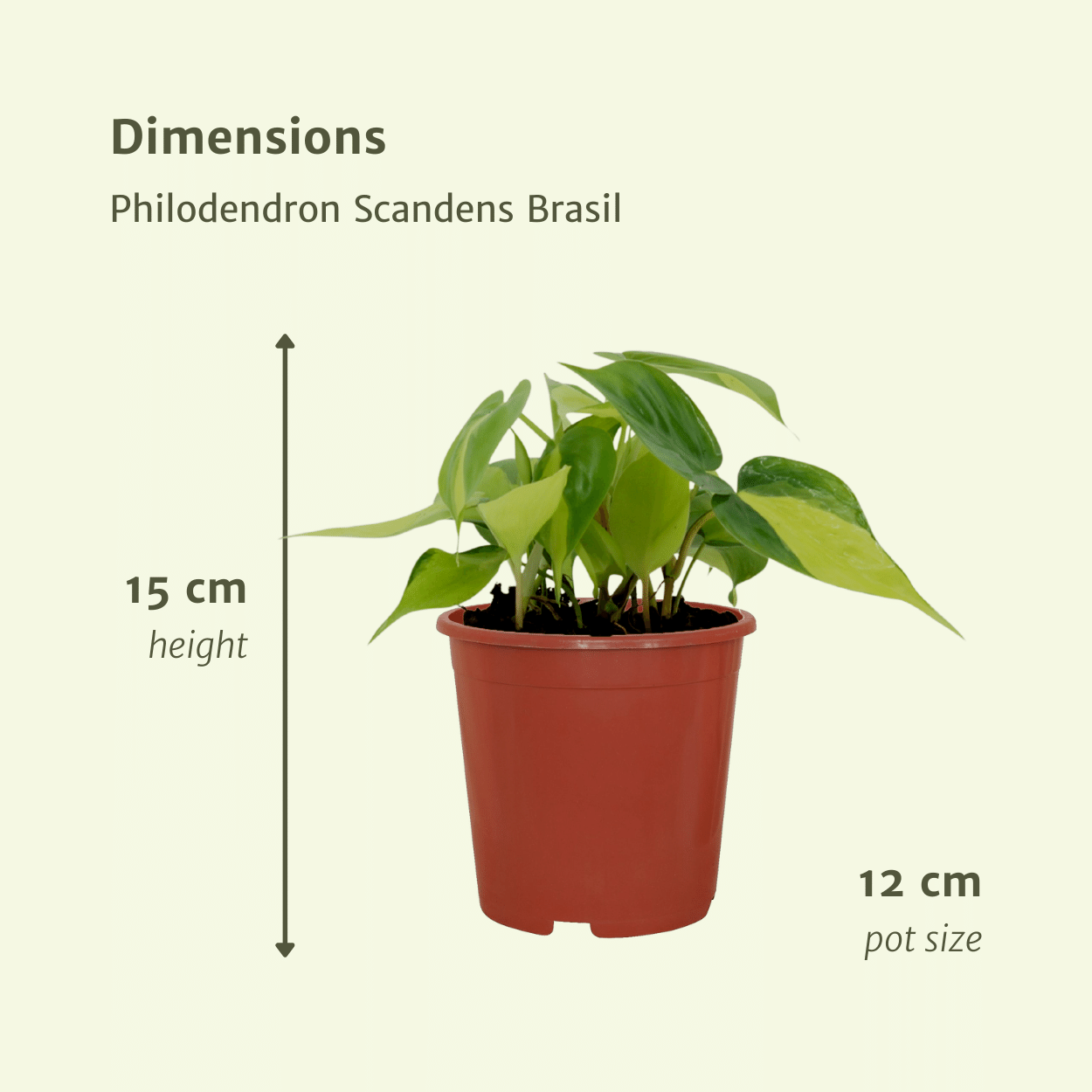 4er-Set Philodendron Scandens Brasil Ø12cm – Zimmerpflanzen | Pflanzfix24.de - Pflanzfix24.de