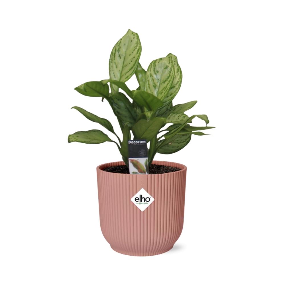 Aglaonema Christina in ELHO Vibes Fold 14cm roze - Pflanzfix24