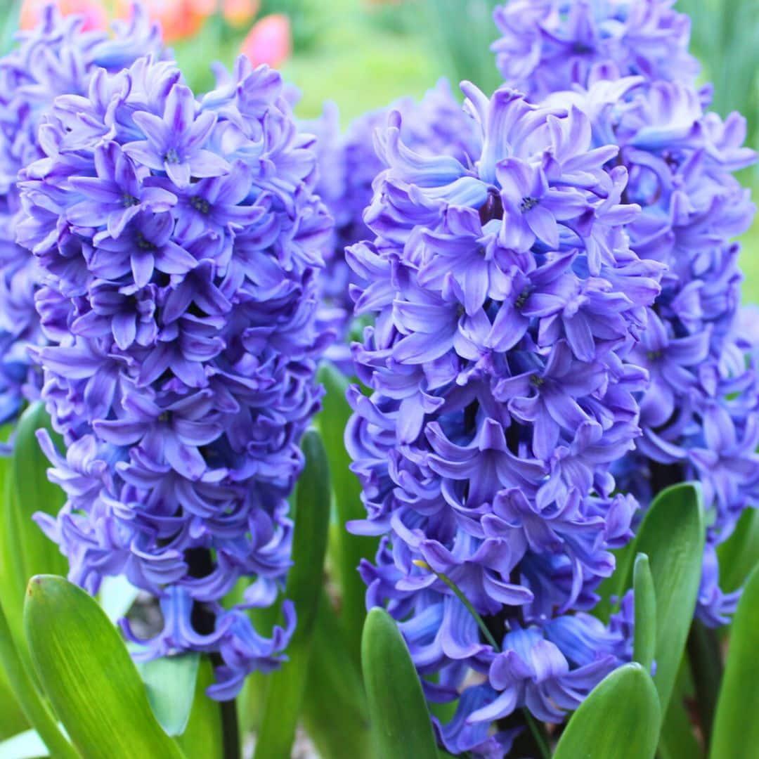 Flowerbulbs Amsterdam - Dutch Flower Mix - Luxusbox mittel, 40 Blumenzwiebeln - Pflanzfix24