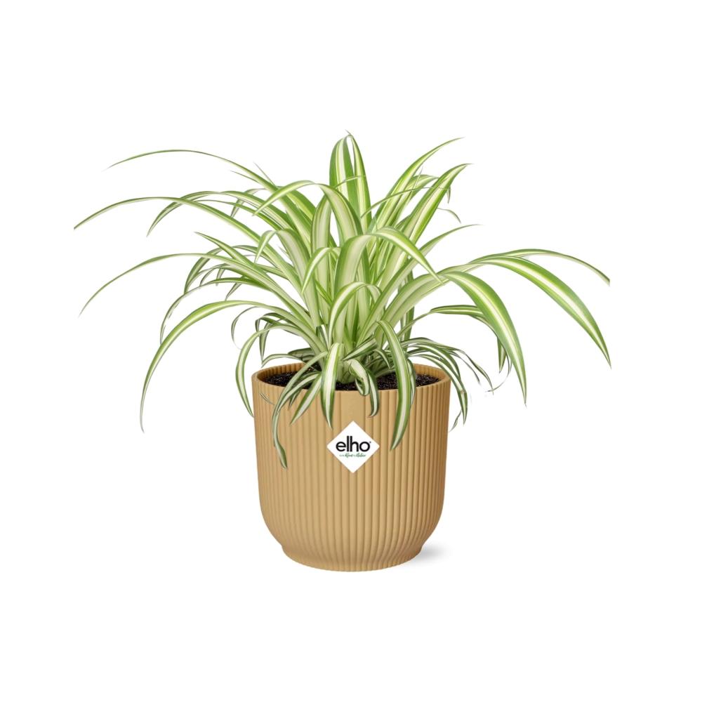 Chlorophytum Comosum Variegatum - Pflanzfix24