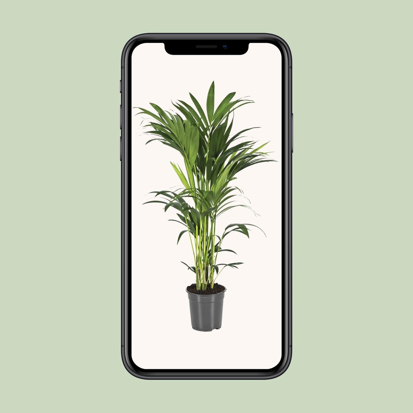 Howea Forsteriana - Ø21cm - ↕100cm - Pflanzfix24.de - Pflanzfix24.de