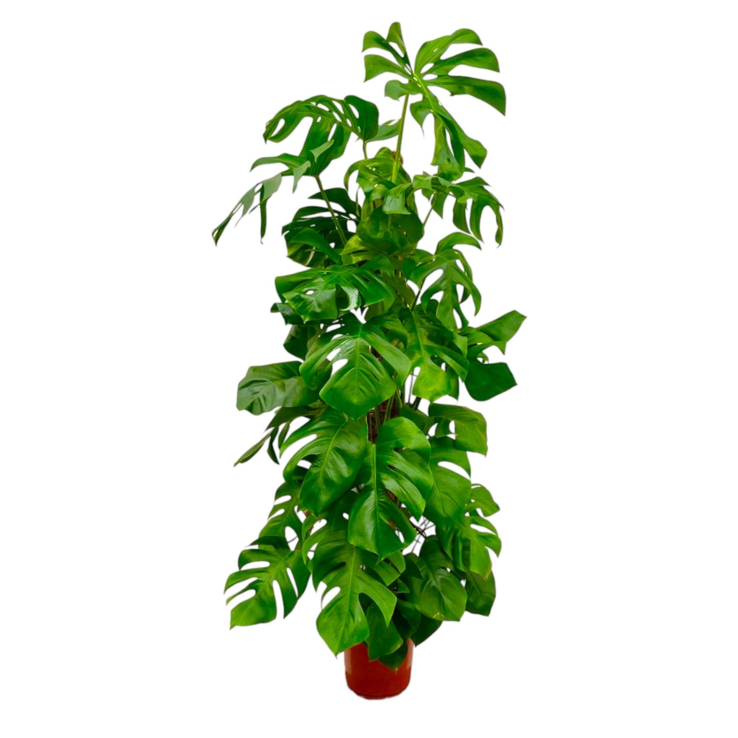 Monstera Deliciosa XXL - 180 cm - ø27 bei Pflanzfix24