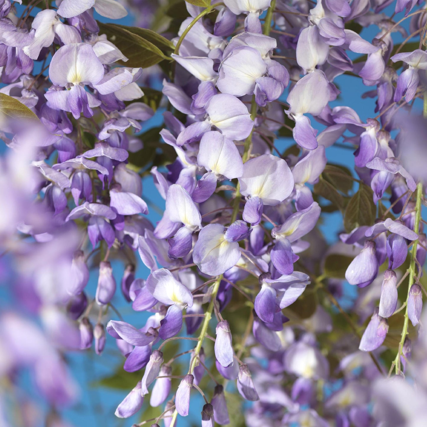 Pflanzfix24.de - Blauregen - Wisteria floribunda Prolific - Blüte Blau - 1 Pflanze - Pflanzfix24.de