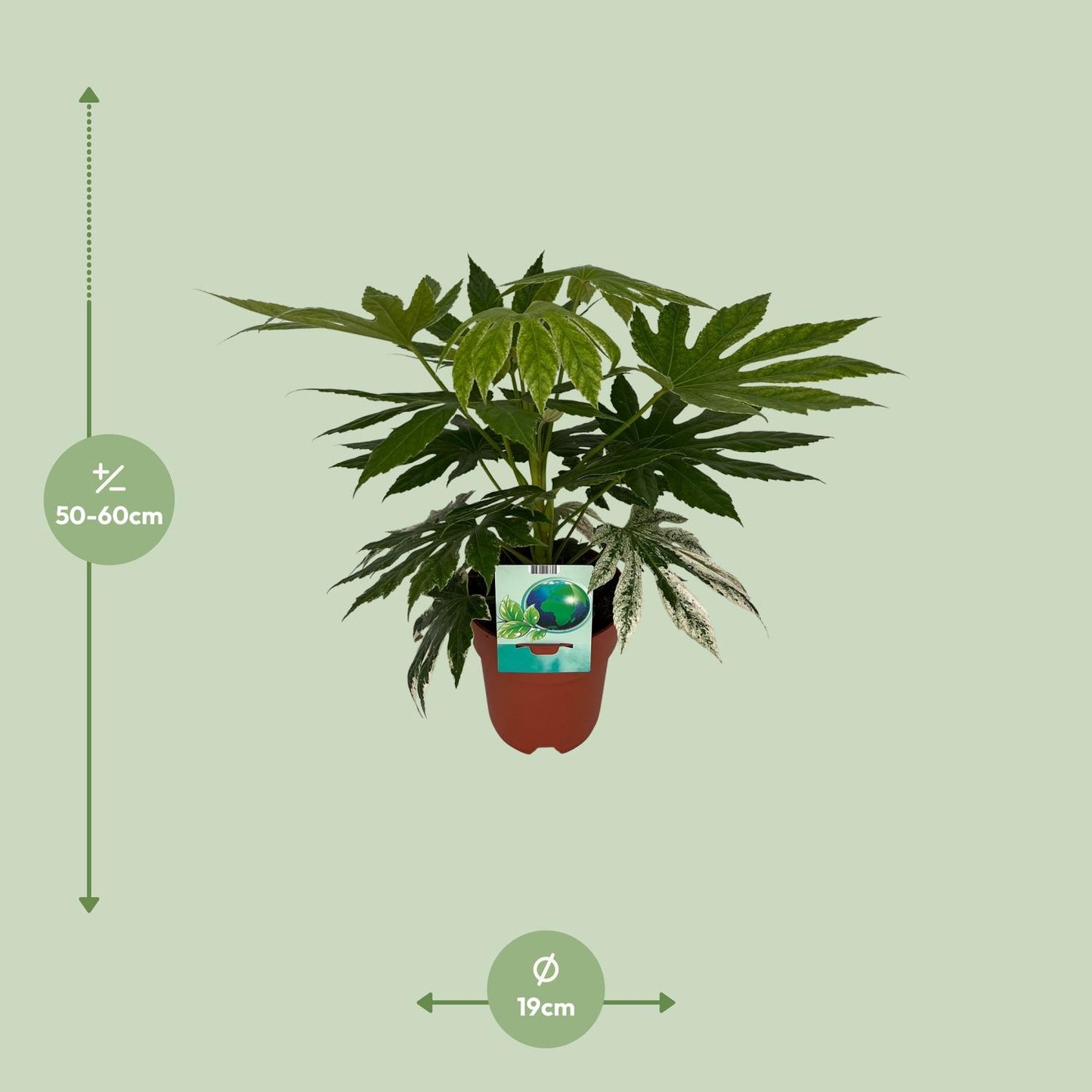 Fatsia Japonica Spiderweb - Ø19cm - ↕60cm - pflanzfix24