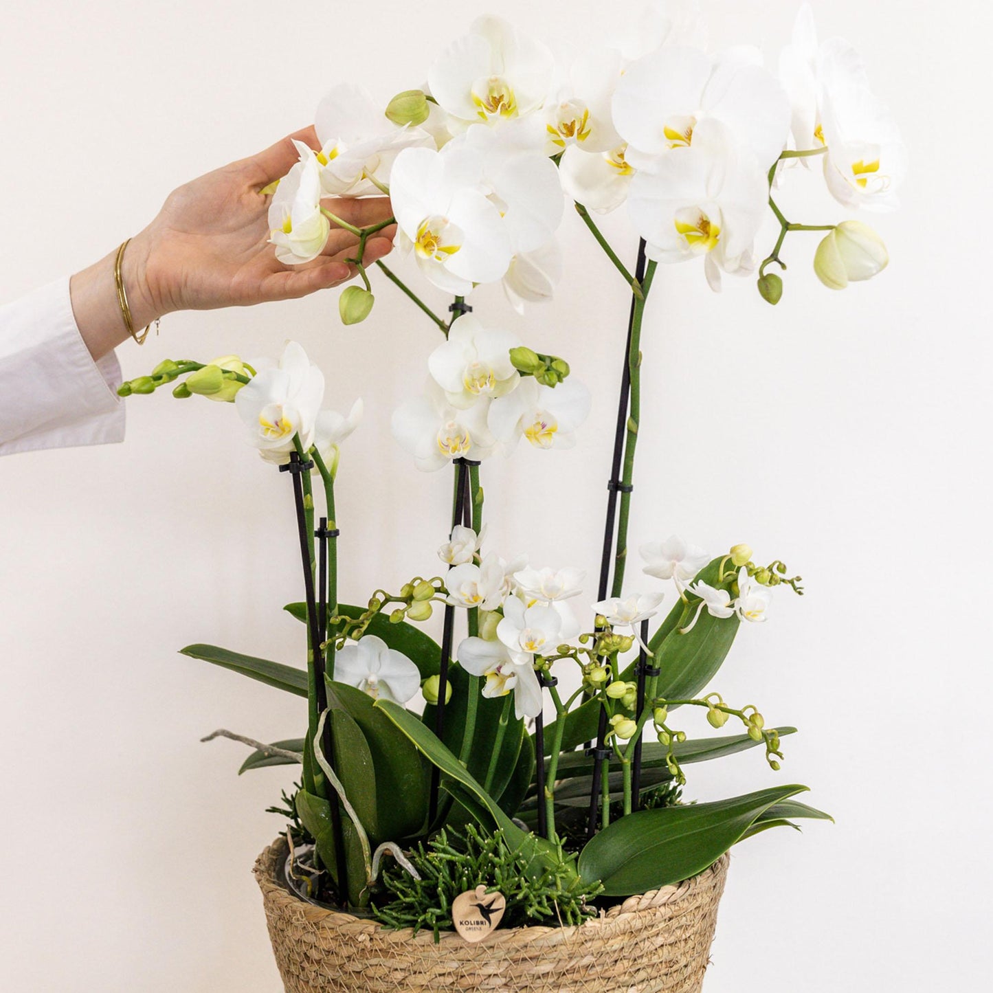 Kolibri Orchids | weißes Pflanzenset im Schilfkorb inkl. Wassertank - Pflanzfix24