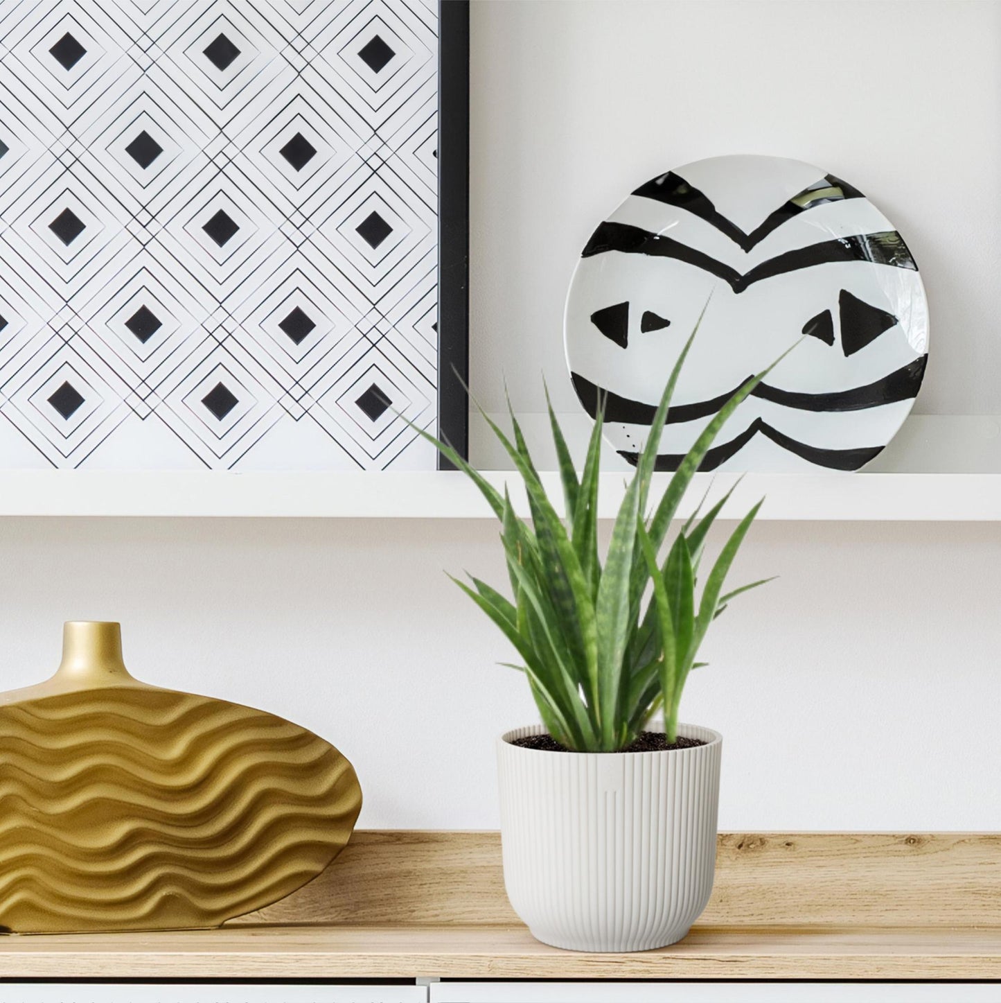 3x Sansevieria Kirkii - 38 cm - ø12 - Pflanzfix24.de - Pflanzfix24.de