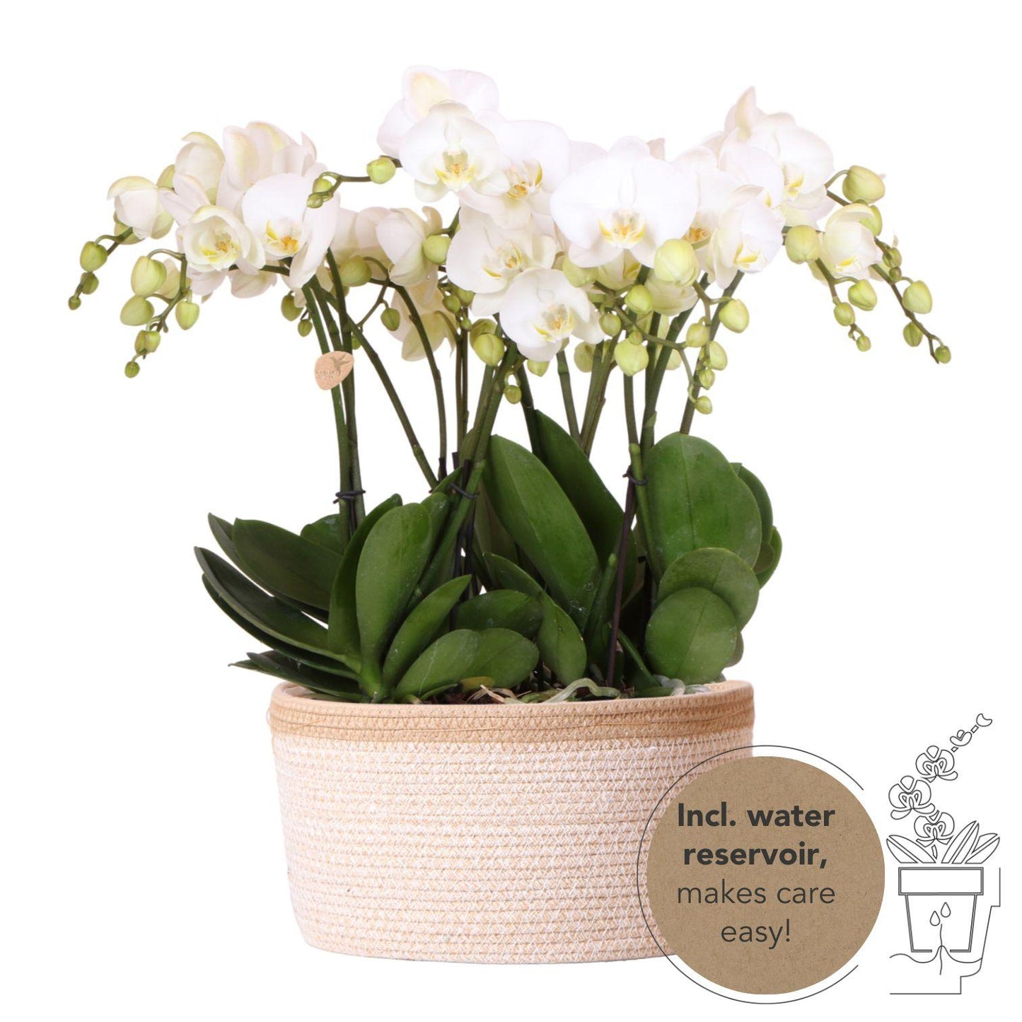 Kolibri Orchideen Gent Weiß Baumwollkorb 12cm mit Wassertank – Pflanzfix24.de - Pflanzfix24.de