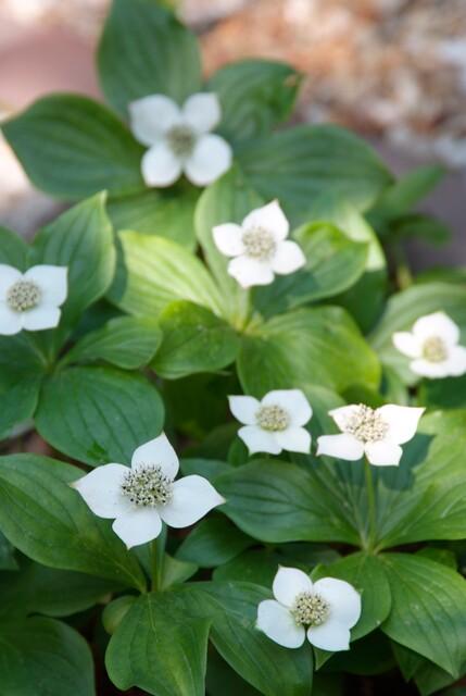 20x Cornus canadensis Bodendecker | Pflanzfix24.de - Pflanzfix24.de