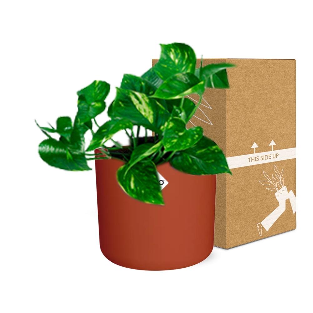 Epipremnum Pinnatum ‘Aureum’ in ELHO b.for soft rond 14cm brique - Pflanzfix24