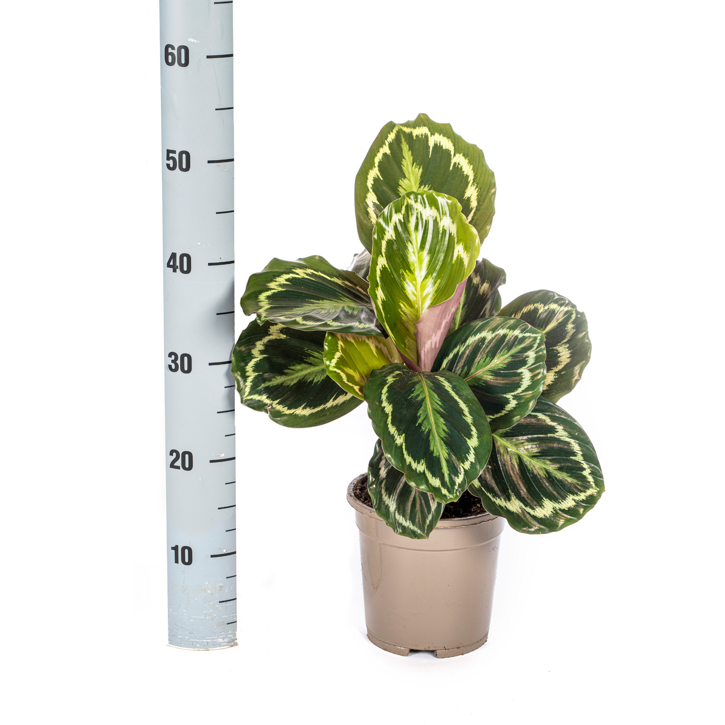 Calathea Medallion Ø17cm - Pflanzfix24.de - Pflanzfix24.de