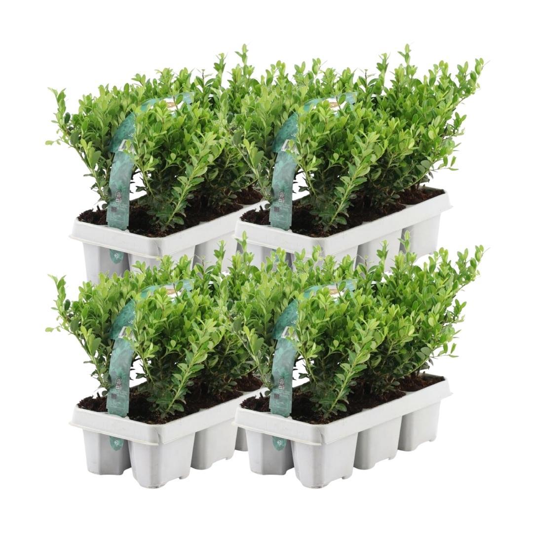 24x Ilex crenata 'Jenny' - 24 x Ø7 cm - pflanzfix24