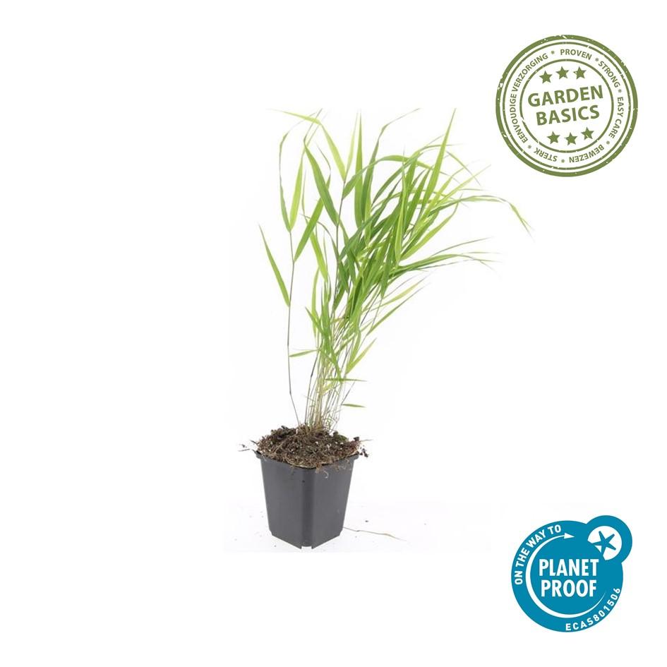 12x Hakonechloa macra – Japanisches Waldgras, winterhart | Pflanzfix24.de - Pflanzfix24.de