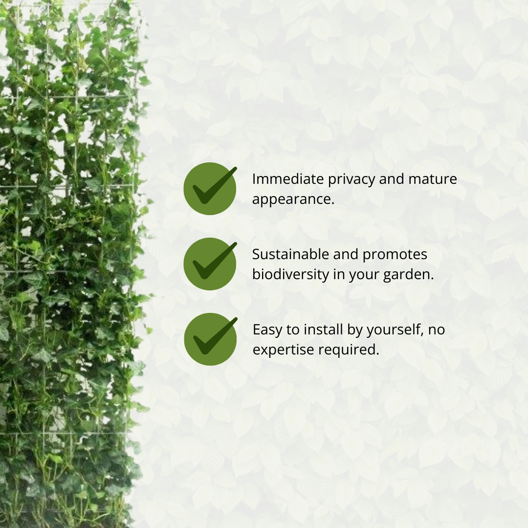 Hedera Hibernica Fertighecke - 150 cm - Pflanzfix24.de - Pflanzfix24.de