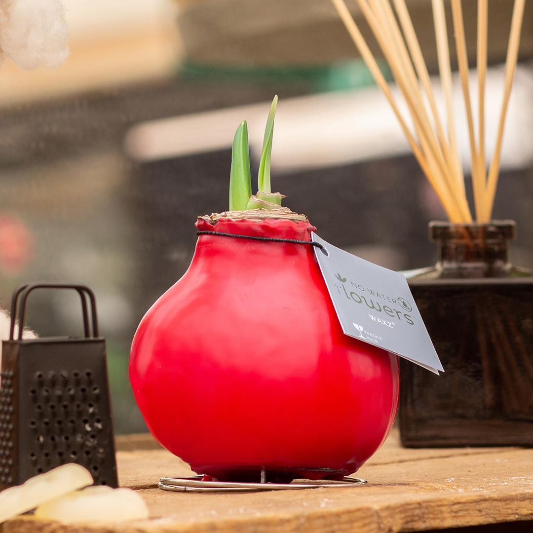 No Water Flowers® (wax amaryllis) | Parfumz Mix (2 pack) + Red flower - Pflanzfix24