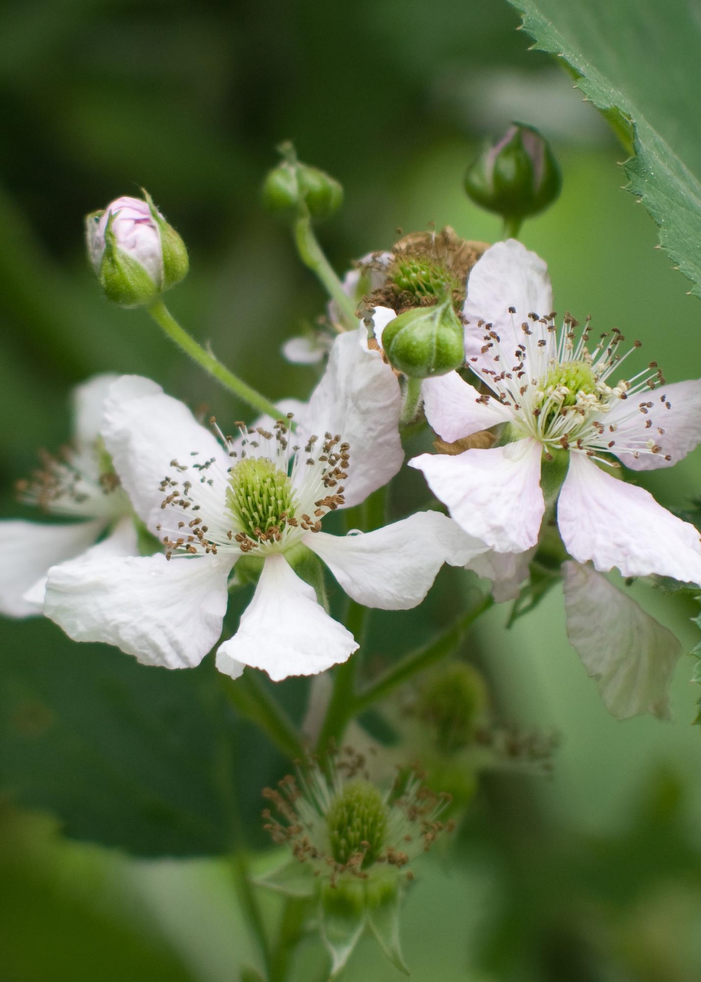 Rubus fruticosus Thornless Evergreen – dornlose Kletterbrombe | Pflanzfix24.de - Pflanzfix24.de