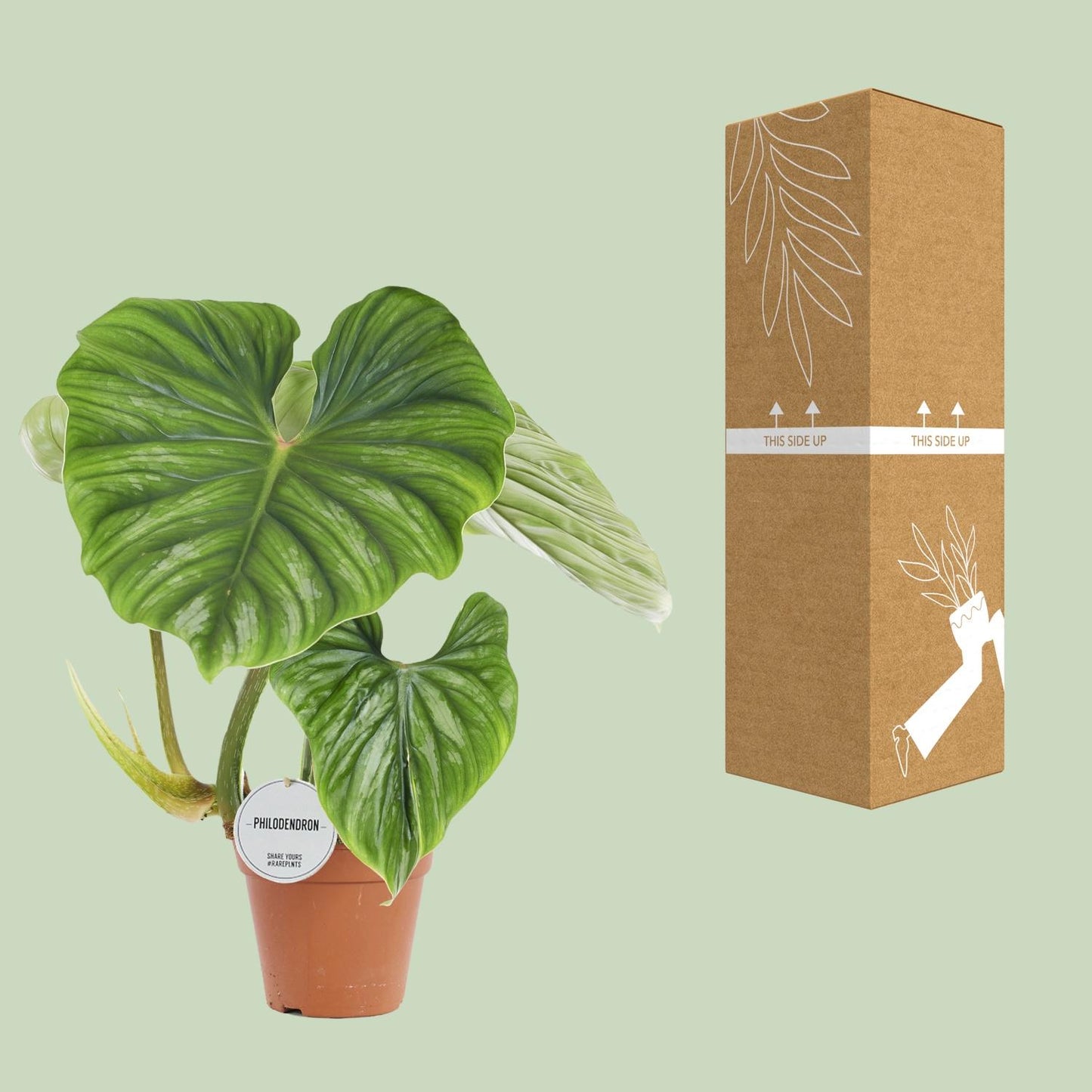 Philodendron Plowmanii Ø15cm, 50cm hoch – Zimmerpflanze | Pflanzfix24