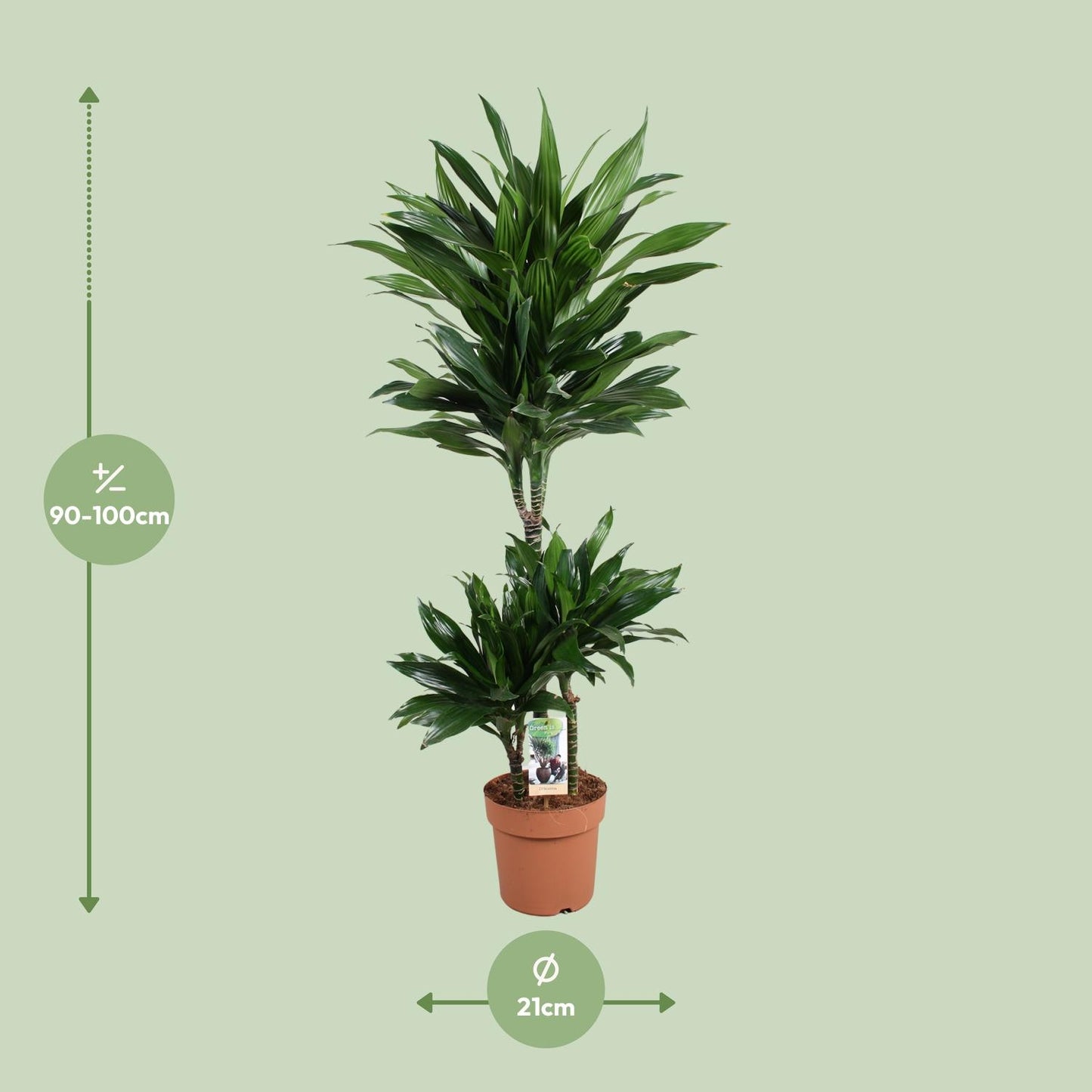 Dracaena Green Jewel 60-30-15 - Pflanzfix24