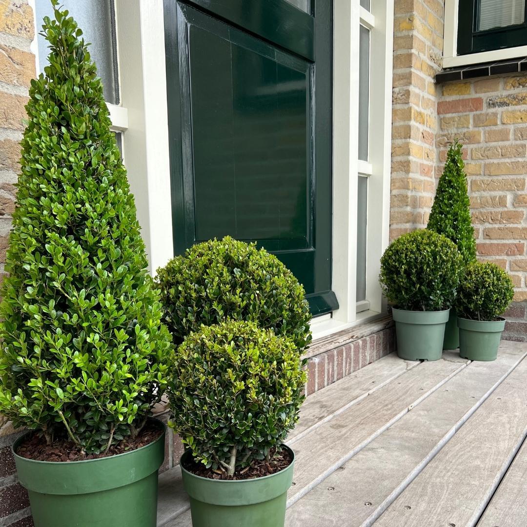Ilex crenata Pyramide 55 cm Ø21 cm – Immergrün & Pflegeleicht | Pflanzfix24.de - Pflanzfix24.de