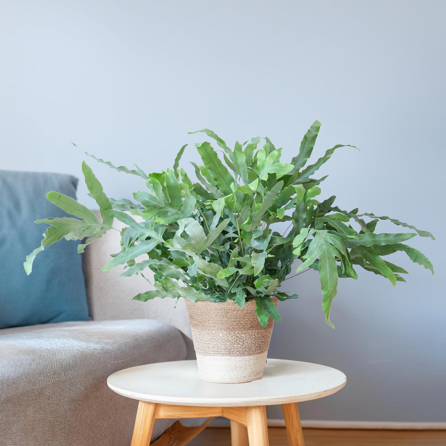 Phlebodium Aureum 'Blue Star' mit Korb Lissabon weiß - 40cm - Ø17 - Pflanzfix24