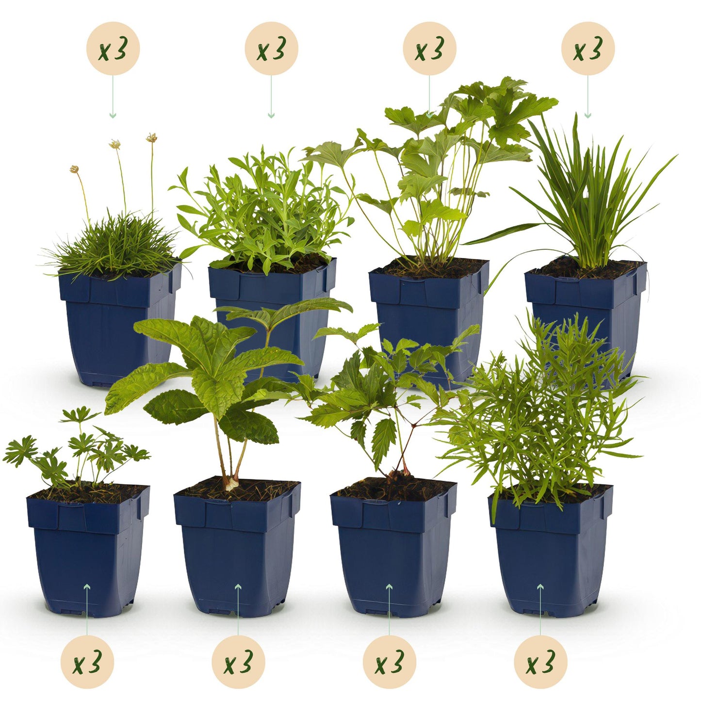 GreenboutiQ - Staudenpaket Weiß - 24 Stauden - 3 m2 - Wenig Pflege - Pflanzfix24.de - Pflanzfix24.de