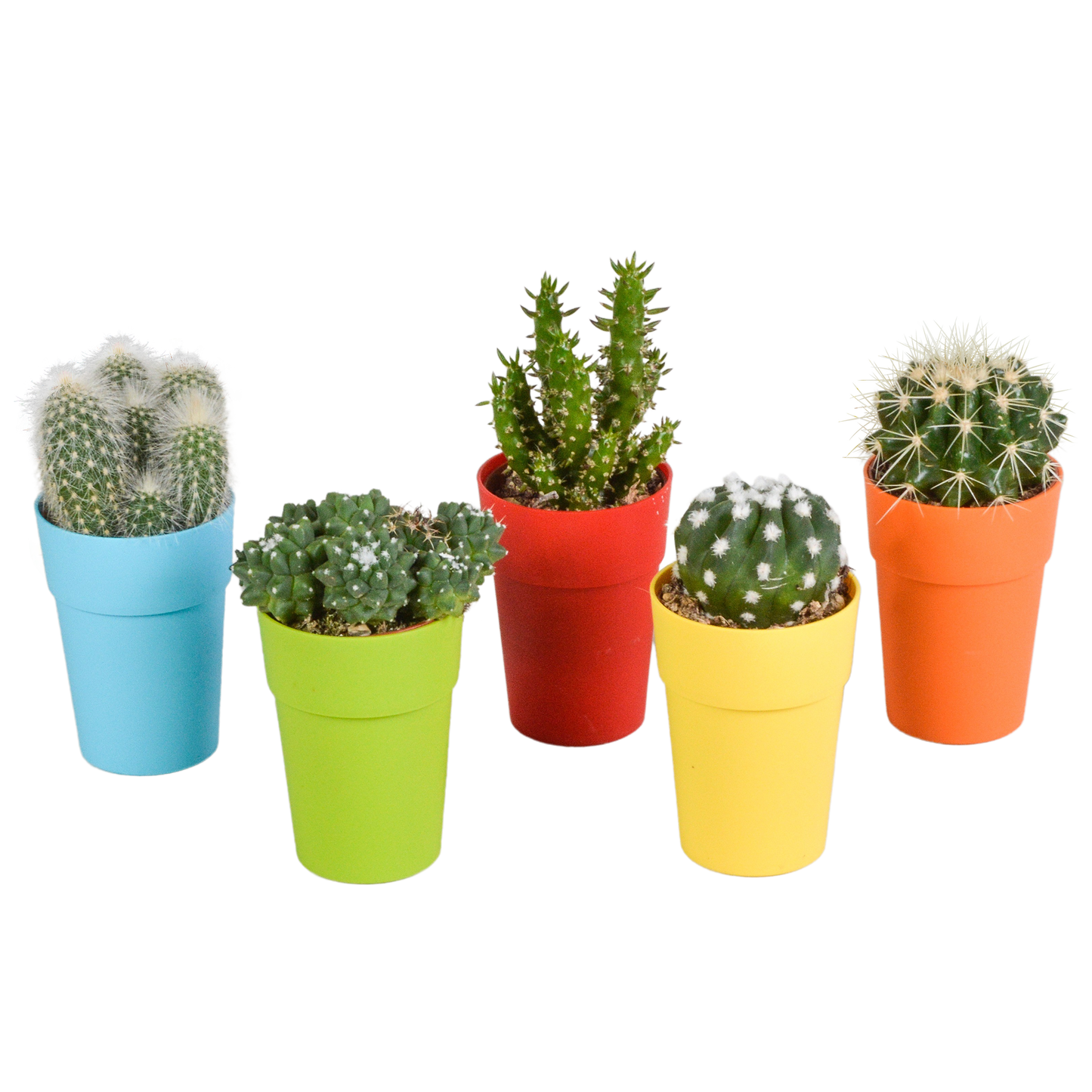Kakteenmischung 5,5 cm - 5x - in gekleurde plasticpot - Pflanzfix24.de - Pflanzfix24.de