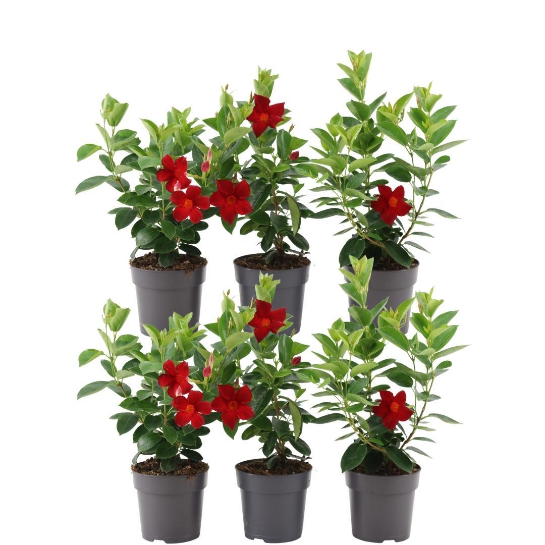 6 x Dipladenia Red - Mandevilla Red Ø12 cm - ↕25 cm - Pflanzfix24