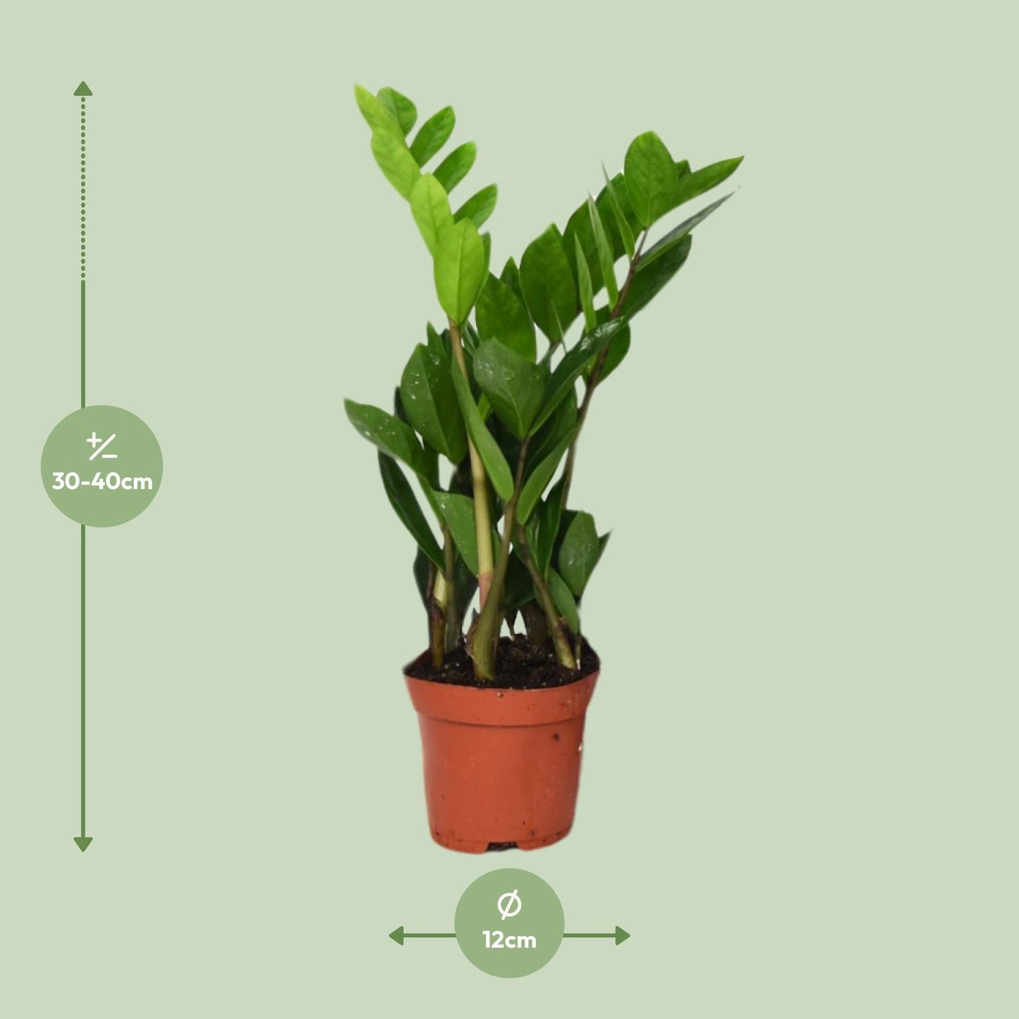 Zamioculcas Zamiifolia Ø12cm, 40cm – Pflegeleichte ZZ-Pflanze | Pflanzfix24.de - Pflanzfix24.de