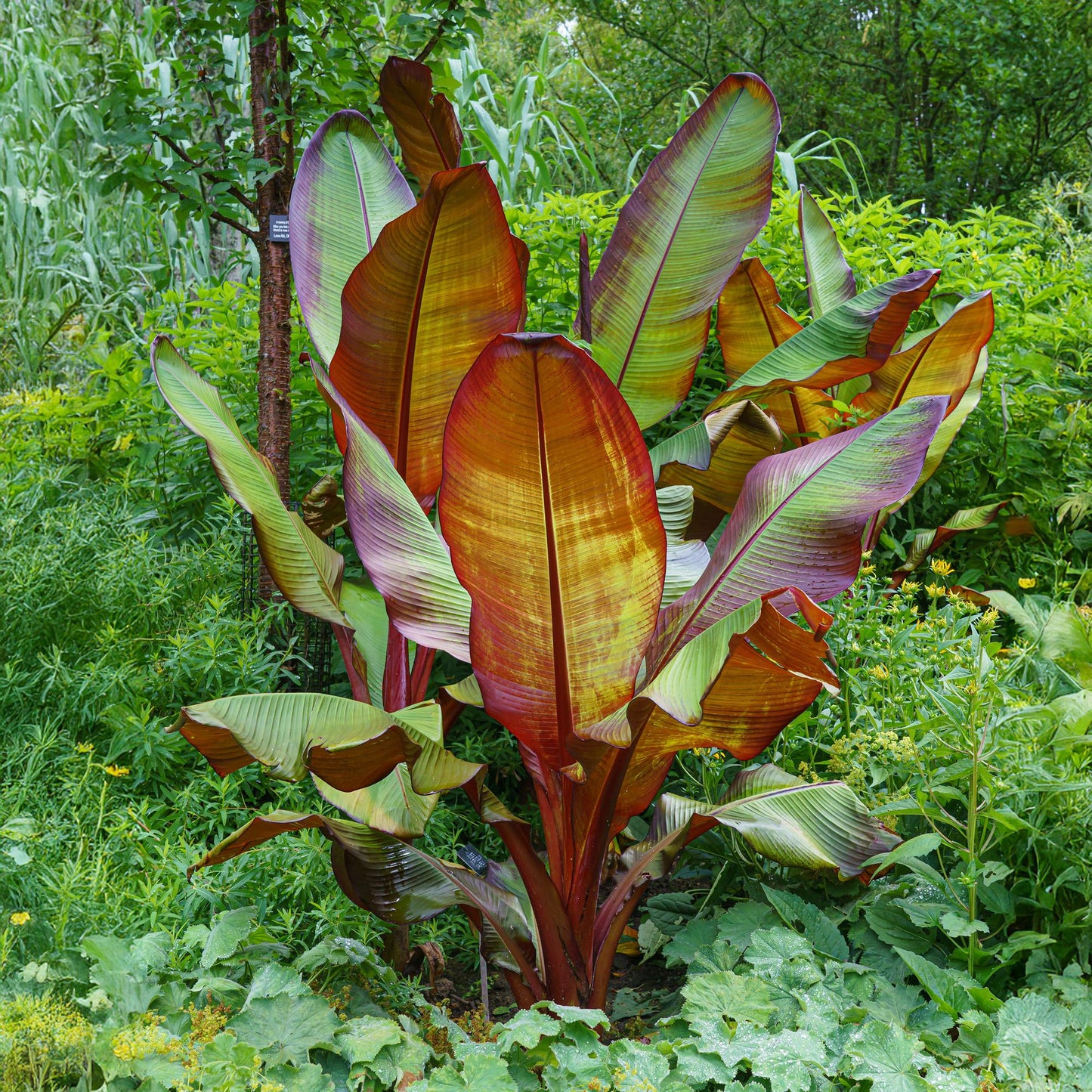 Pflanzfix24 - Bananenpflanze Ensete ventricosum Maurelli - 4 Pflanzen