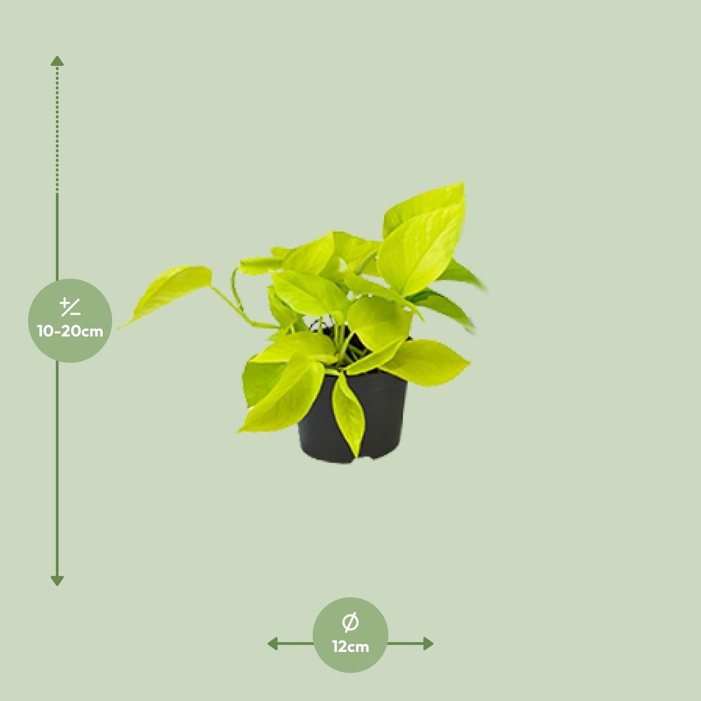 Epipremnum Golden Pothos - Scindapsus - PROMO - Ø12 - ↕15cm - Pflanzfix24.de - Pflanzfix24.de