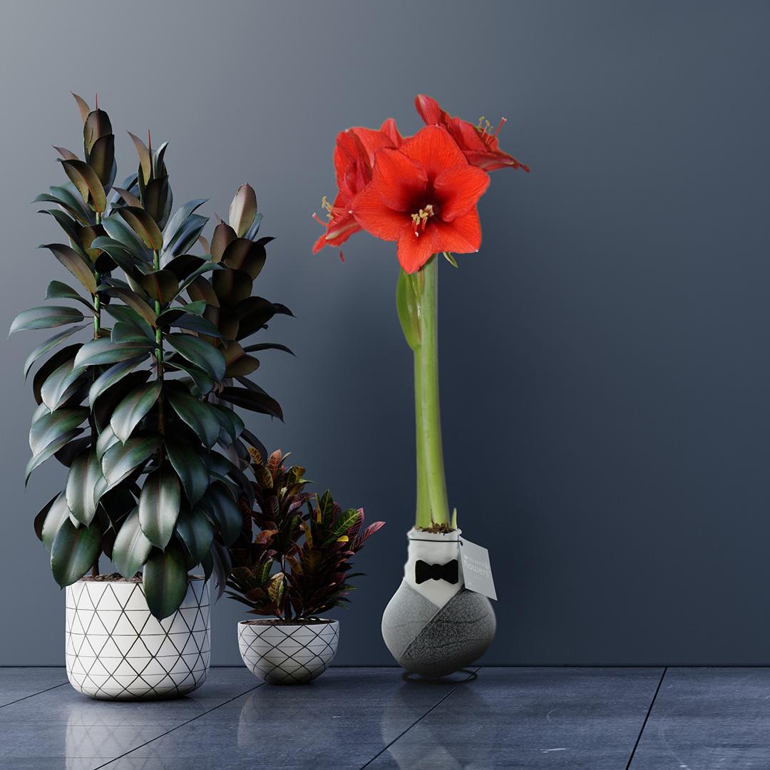 No Water Flowers® Giletz Bowtie (3er Pack) + Rote Blume - Pflanzfix24