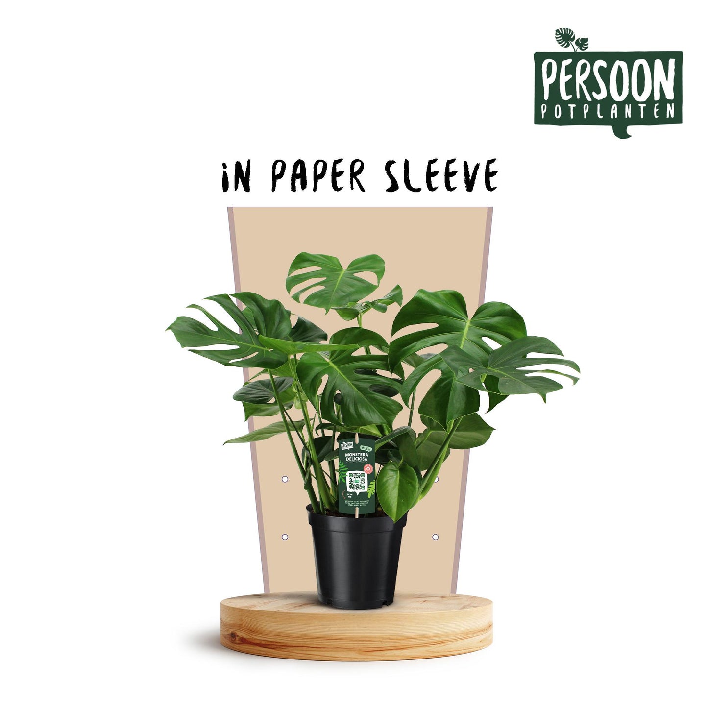 Monstera Deliciosa Ø21cm, 75cm – Pflanzfix24.de - Pflanzfix24.de