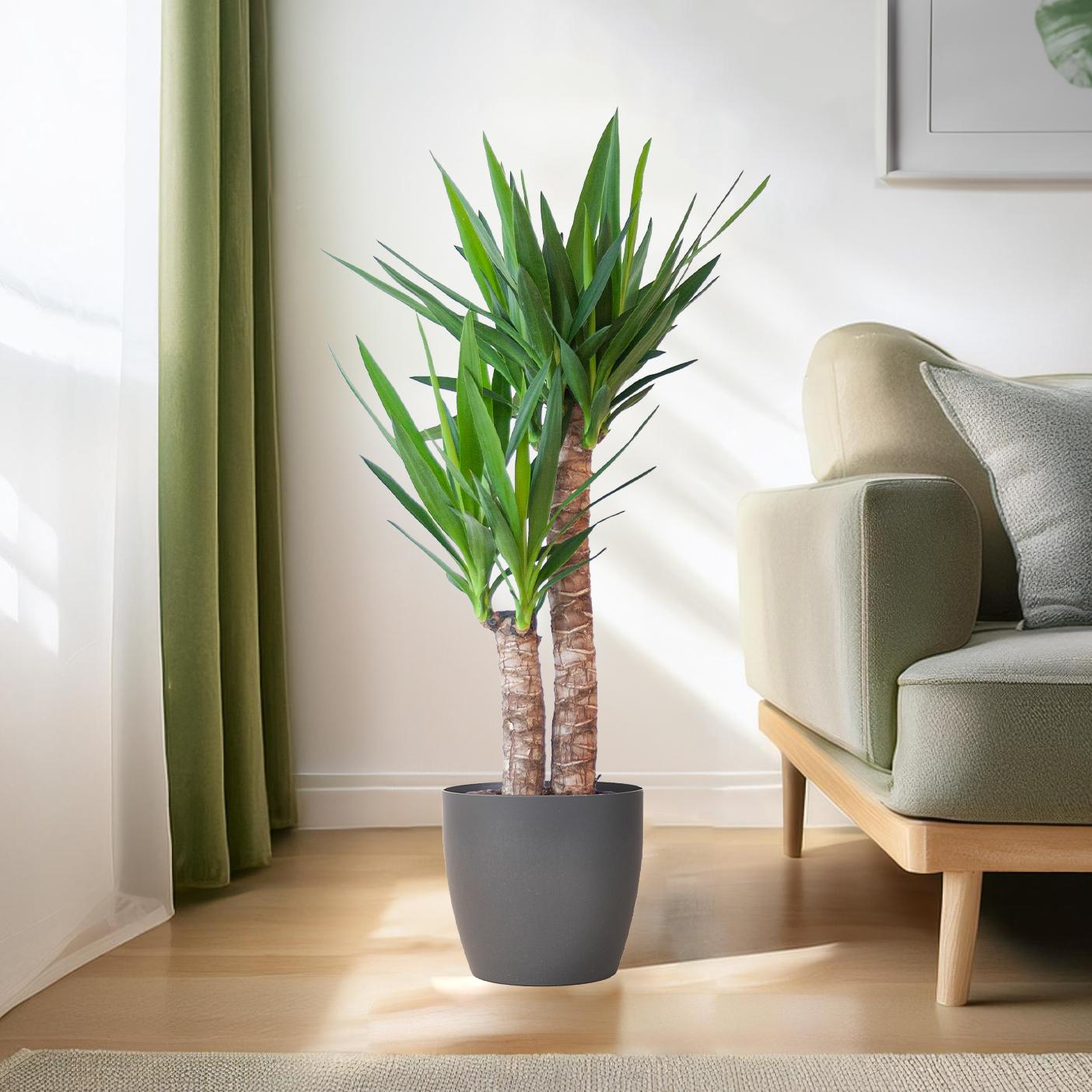 Yucca Elephantipes 90cm mit schwarzem Viber-Topf | Pflanzfix24.de - Pflanzfix24.de