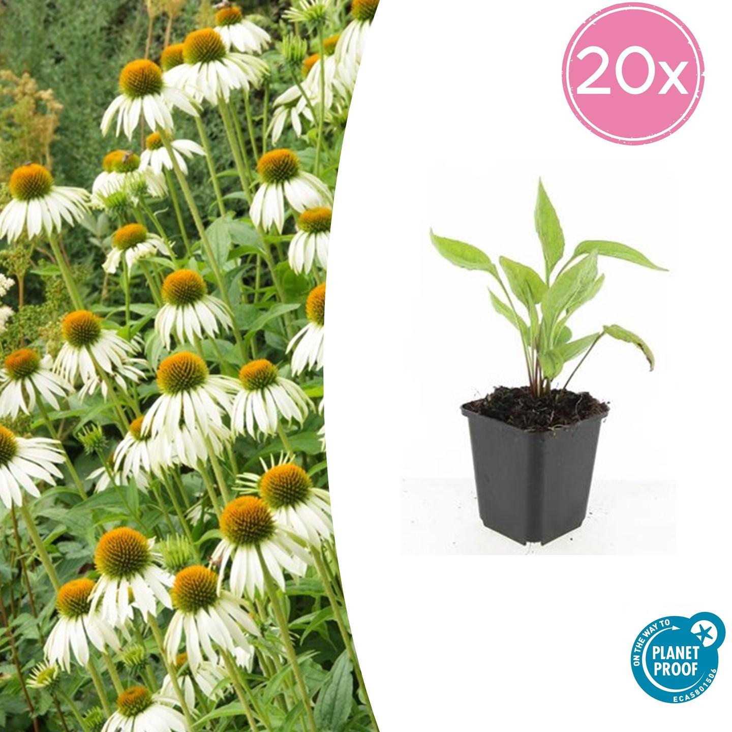 20x Echinacea p. 'White Swan' - Pflanzfix24