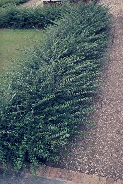 12x Lonicera pileata Zwerg-Geißblatt Ø9cm | Immergrün & Pflegeleicht – Pflanzfix24.de - Pflanzfix24.de