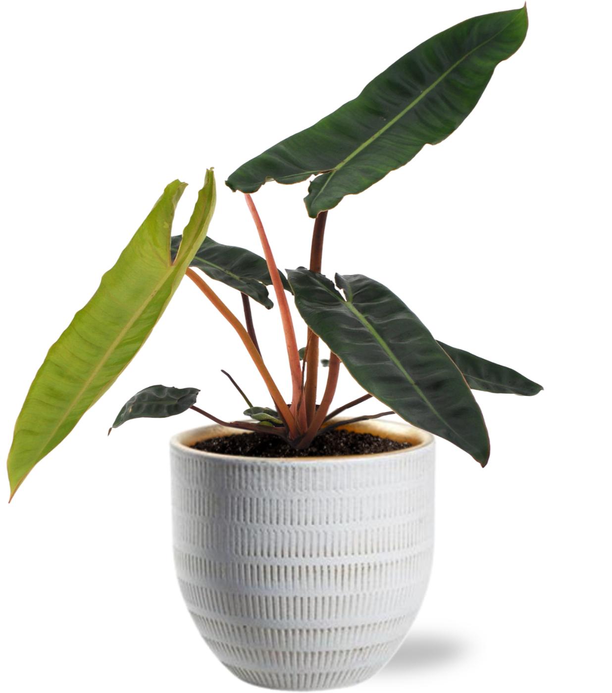 Philodendron Billietiae Ø12cm Weißer Topf | Pflanzfix24