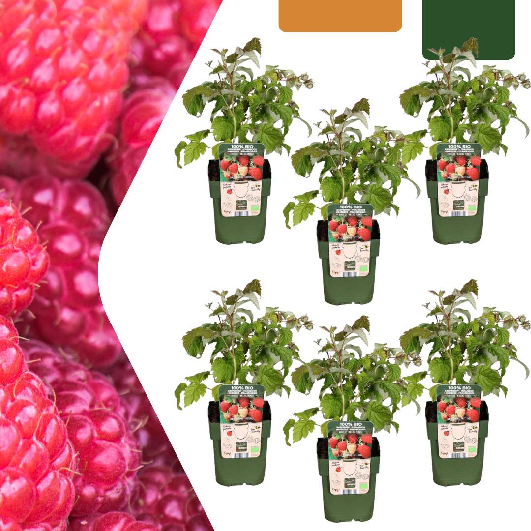 6 x Bio-Himbeerpflanzen - Ø 13 cm - ↨ 20 cm - Pflanzfix24.de - Pflanzfix24.de
