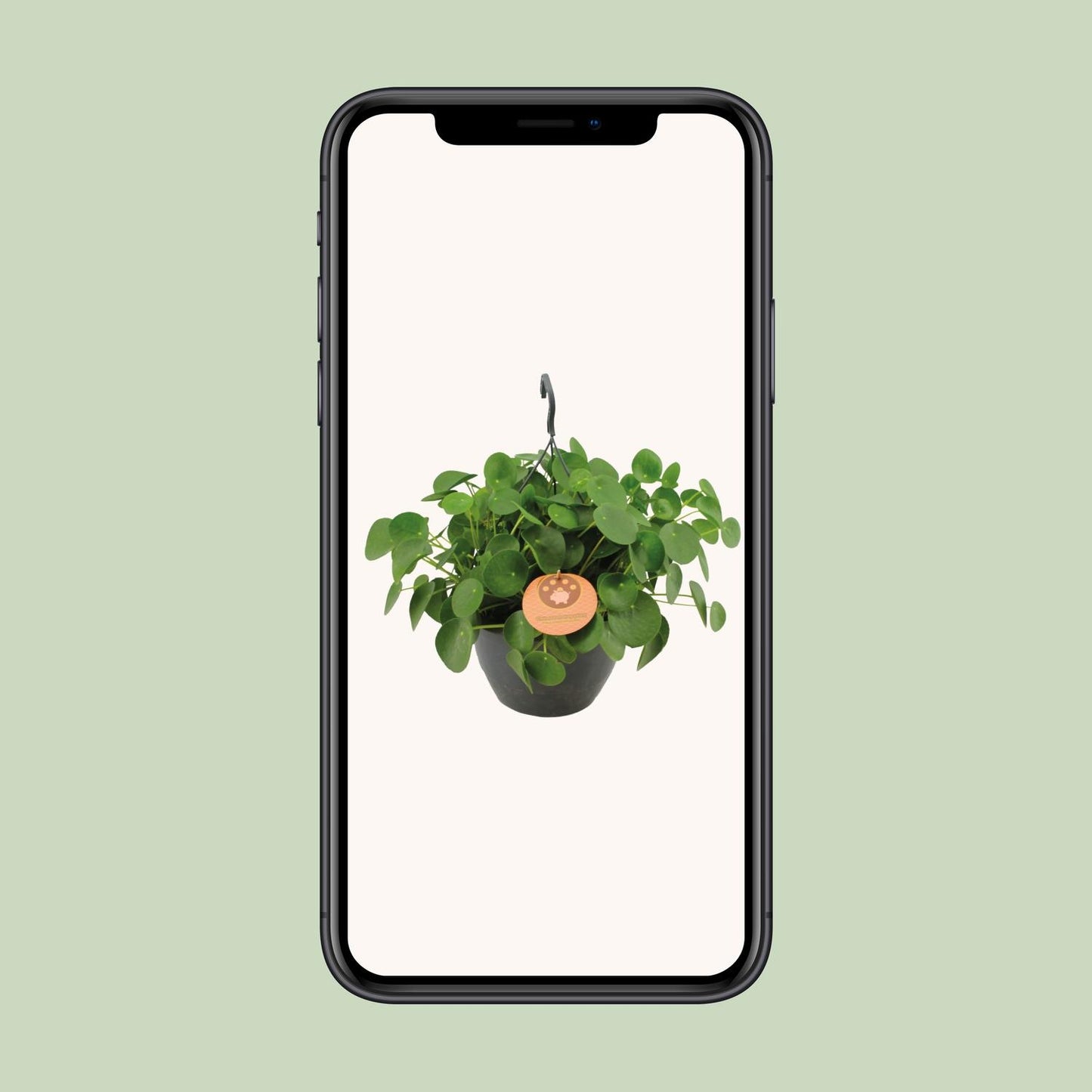 Pilea Peperomioides - Aluminium-Pflanze - Ø27cm - Pflanzfix24