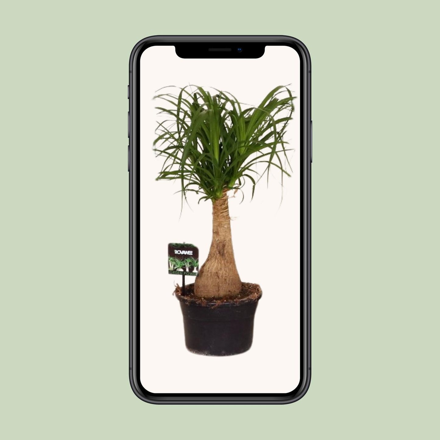 Beaucarnea Nolina - Ø19 ↕60 - Pflanzfix24.de - Pflanzfix24.de