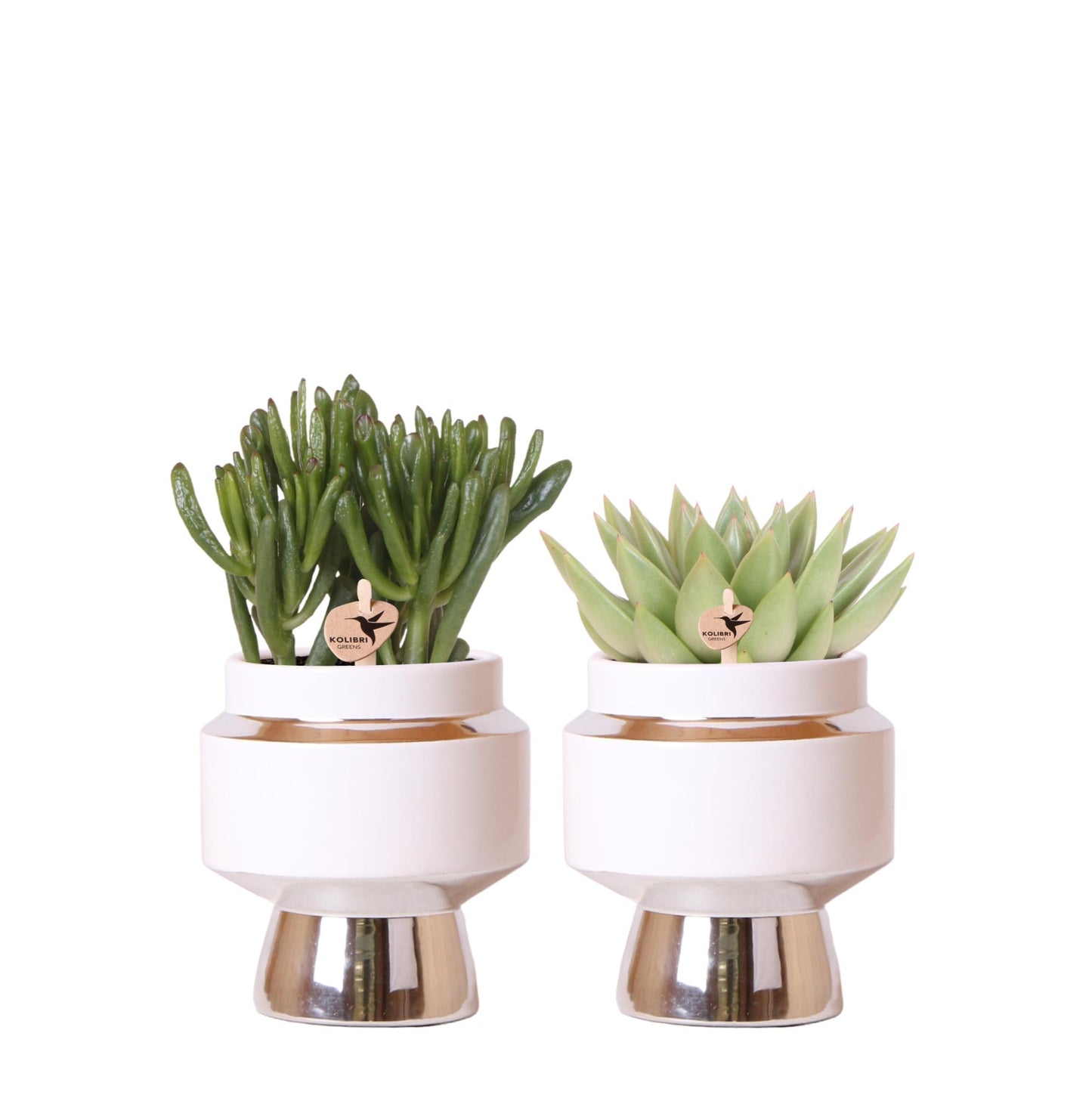 Kolibri Greens Rhipsalis 2er Set im silbernen Le Chic Topf | Pflanzfix24.de - Pflanzfix24.de