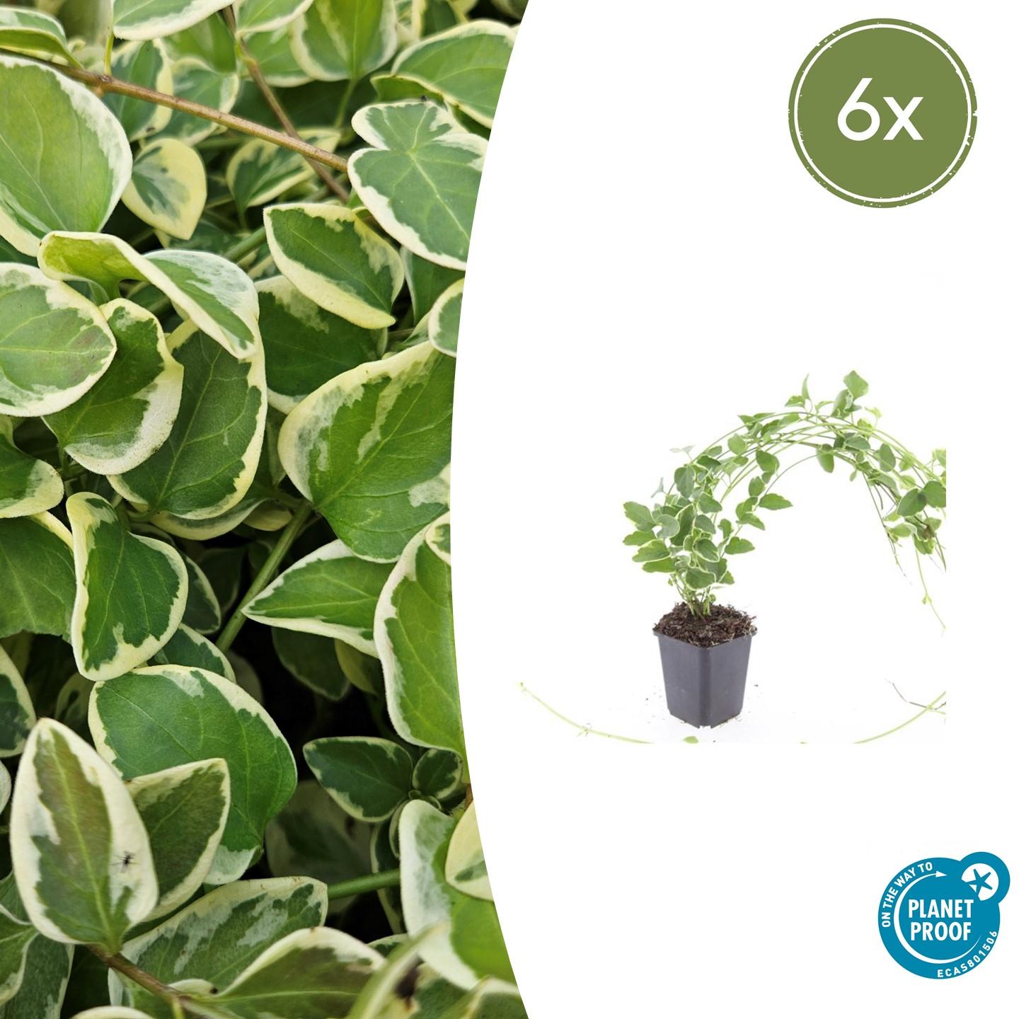 6x Vinca major 'Variegata' - ↕10-25cm - Ø9cm - Pflanzfix24.de - Pflanzfix24.de