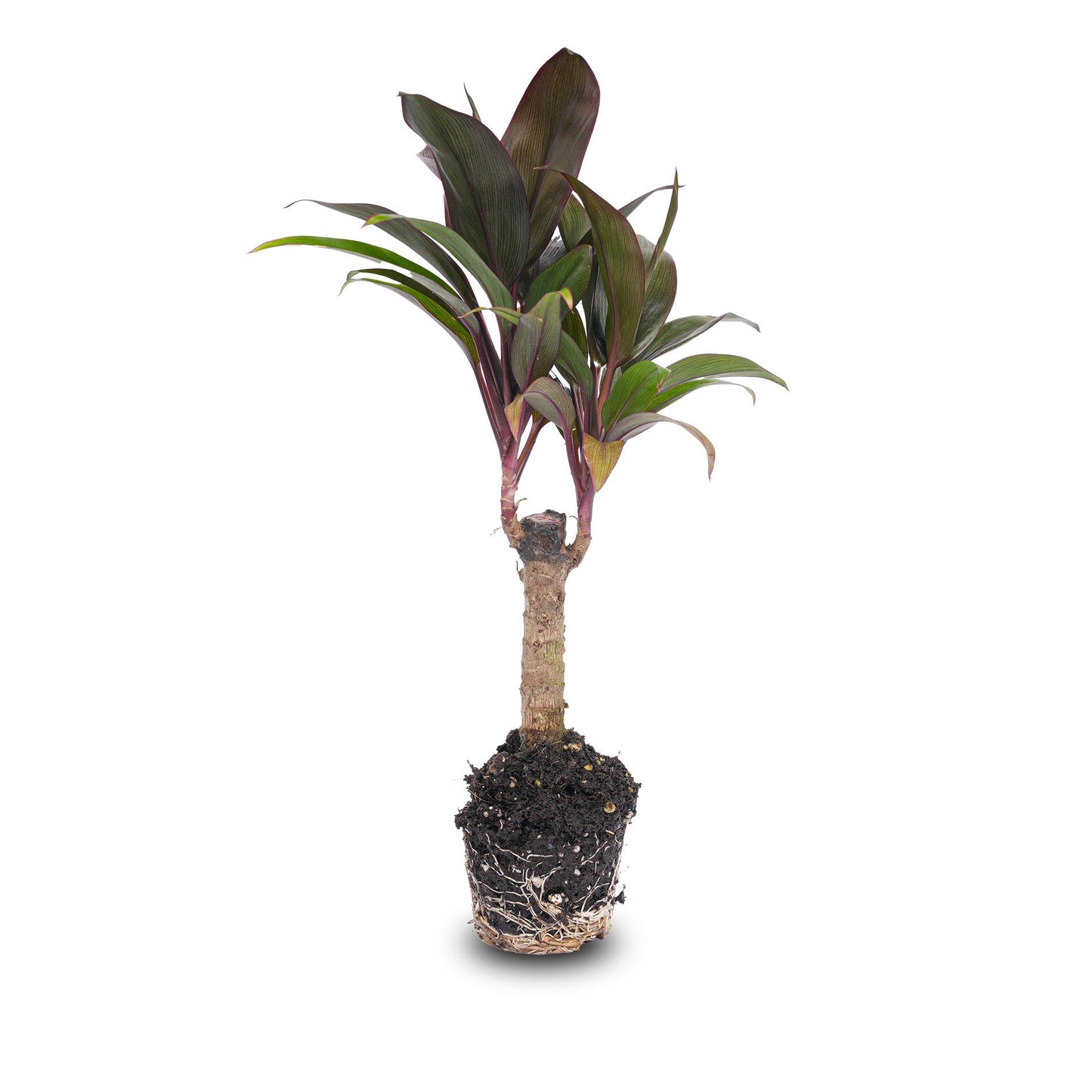 Mini-Palme Cordyline Purple Compacta Ø6cm | Pflanzfix24.de - Pflanzfix24.de