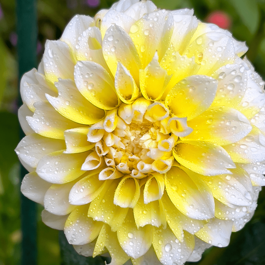 Dahlie 'Seattle' - 24 Knollen für 4 m² - Flowerbulbs Amsterdam - Pflanzfix24.de - Pflanzfix24.de